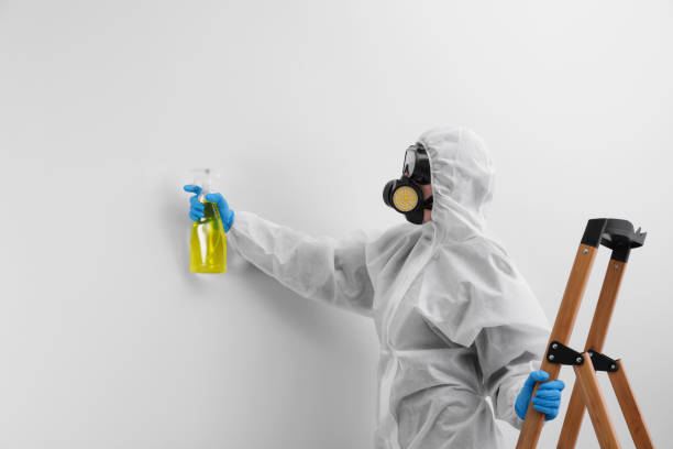 Why You Should Choose Our Mold Remediation Services in Ingram, TX